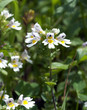 Augentrost; Euphrasia rostkoviana