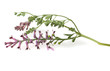 Erdrauch,  Fumaria Officinalis