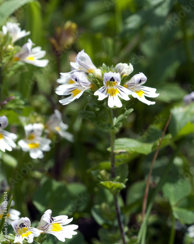Photo: Augentrost; Euphrasia rostkoviana Augentrost; Euphrasia rostkoviana