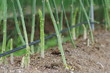 アスパラガス　‐Asparagus ‐