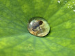 Junger Frosch, Tautropfen, Lotosblatt