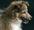 Foto: Junger Sheltie, Mini-Collie Junger Sheltie, Mini-Collie