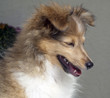 Foto: Junger Sheltie, Mini-Collie Junger Sheltie, Mini-Collie