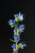 Natternkopf, Echium vulgare