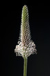 Spitzwegerich, Plantago Lanceolata