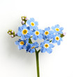 Sumpfvergissmeinnicht, Myosotis palustris