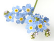 Sumpfvergissmeinnicht, Myosotis palustris