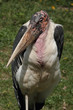 Marabu
