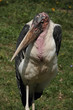 Marabu