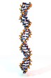 3D DNA