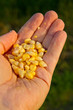 Frische Maikörner in der Hand