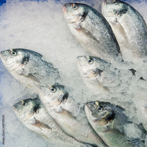 Foto: dorado fish on ice dorado fish on ice