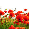 red poppy isolated on white background