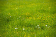 Closeup Of Green Grass