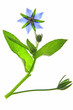 Borretsch (Borago officinalis)