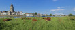 cows in meadow