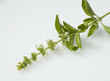 Basilikum; Ocimum basilicum, Bluete