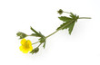 Blutwurz; Potentilla erecta