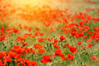 Foto: Red poppies background Red poppies background