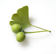 Ginkgo biloba, Samen, Blatt, Nadel