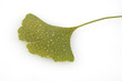 Ginkgonadel; Ginkgo biloba; Tau