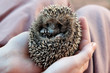 Foto: Igelbaby Igelbaby