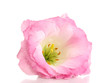 pink eustoma flower isolated on white