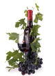 red wine and leaf
