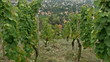 Vineyard craneshot 02