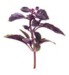 Fresh basil leaves