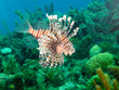 Photo: common lionfish (Pterois volitans) common lionfish (Pterois volitans)