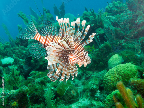 Photo: common lionfish (Pterois volitans) common lionfish (Pterois volitans)