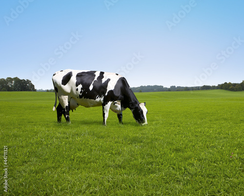 Photo: Kuh auf de Weide Kuh auf de Weide