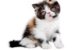 Tortoiseshell persian cat
