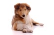 Collie Welpe liegend