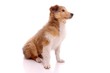 Collie Welpe rechts schauend