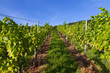 Foto: Weinberg im Frühherbst Weinberg im Frühherbst