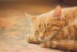 Little Red Kitten Sleeping On Bed