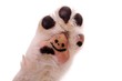 Hundepfote mit Smile