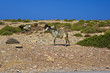  goat grazing in high mountain Crete Greece