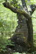 Sad old tree