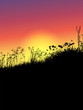 Grass and flowers at sunset