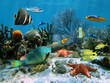 Coral reef and starfish