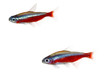 cardinalfish