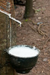 Milk of rubber tree flows into a wooden bowl