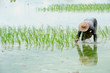 Farmers are planting rice in the farm.