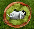Little Kittens Hugging Outdoors in Natural Light