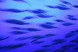 Banc de poissons