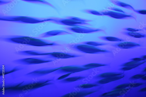Photo: Banc de poissons Banc de poissons