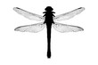 A silhouette of a dragonfly